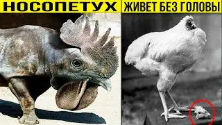 Аномальные Животные, которые Реально Существуют! Топ 10