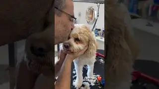 Cockapoo Lovin’ ❤️ 