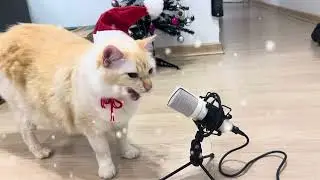 GATOXINHA CANTA JINGLE BELLS/ GATO CANTANDO JINGLE BELLS