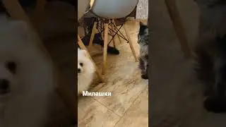 Cuties