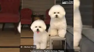 The 10 Best Dog Breeds for First Time Owners 🐶💖💘