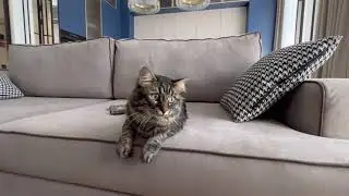 Новая кухня – новая жизнь, и кошка это знает! 😻