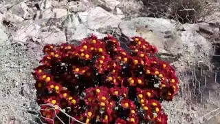 Осень в Чили/хризантемы зацвели