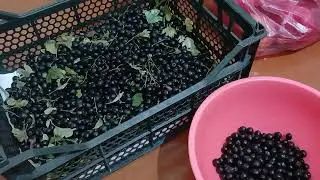 Собираем дикоросы, готовимся к зимушке