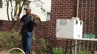 Falconer Syemon Robins at Union County Heritage Museum