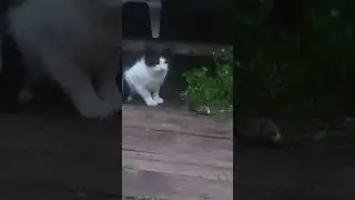 Возьмите дурачка