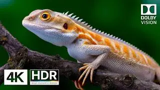 Savage Nature 🐾 4K HDR 240FPS Video Dolby Vision