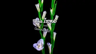 NÍVER MARIA IZONE - OITENTINHA EM 27SET2020