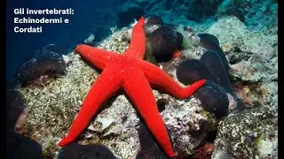 SCIENCE SUPERSYNTHESIS: Invertebrates: Echinoderms and Chordates (first grade)