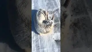 Животные замерзают на дорогах, Казахстан спасает своих сайгаков - Animals freeze on the roads