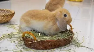 Bunny Teddy is too cute, high jump and scurry around