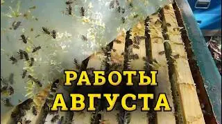 Как нарастить сильные пчелосемьи в зиму. Главные ошибки пчеловода в августе.