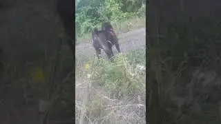 Петровский Фаворит ЕЛАНА. Привет из дома.