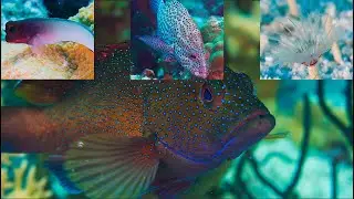 Macro Blast  - Bonaire's Punt Vierkant ep. 44