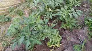 Томати ,,каста,, в теплиці