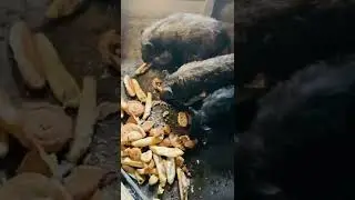 Загон для поросят кабана сделали двор для поросят 🐷