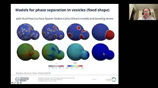 Two-phase flows on deformable surfaces