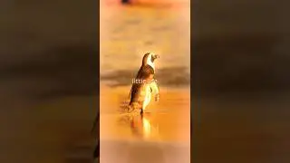 𝚕𝚒𝚝𝚝𝚕𝚎 𝚕𝚒𝚏𝚎 🐧 #shorts #short #littlelife #edit #animals #remixharmony #remix