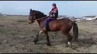#Владимирский тяжеловоз #Кличка Коктейль, жеребец, вораст 2 года. #Высота в холке 165 см