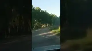 Вы шумите шумите, надо мною бярезы