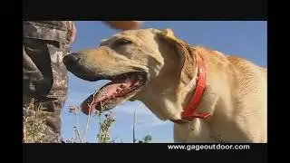 Thunderstik Lodge Pheasant hunt South Dakota