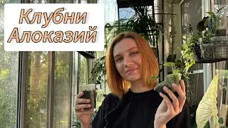 Проращивание клубней Алоказий | Адаптация к комнатным условиям | Мох | Соил