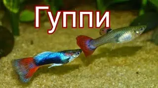Гуппи. Содержание, разведение, кормление и уход.
