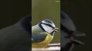 blue tit bird the manger nature #wildlife #shorts #birds