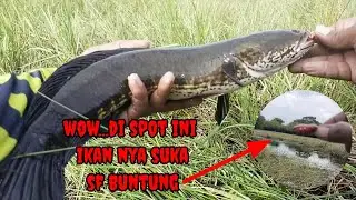 CASTING IKAN GABUS DI SPOT YG DANGKAL TERYATA IKAN NYA SUKA SOFT FROG BUNTUNG