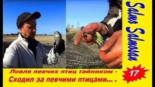 Ловля певчих птиц тайником - Сходил за певчими птицами... .17 часть.