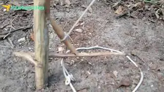 Armadilha de laço para capturar pequenos roedores ( PACAS E CUTIAS)