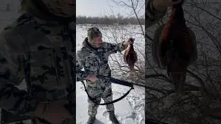 Охота на фазана !!!очень много птицы 