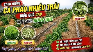 cách trồng cà pháo NHIỀU trái hiệu quả cao 🍅 thu hoạch dai nhiều NĂNG XUẤT - huỳnh thủy tinh vlog