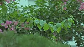 Beautiful Flowers  No Copyright Stock footage 2k BD Stock Free