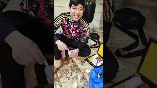 Hướng dẫn pha thuốc kích chồi cytokinin và cách sử dụng cho mai phôi, mai vàng