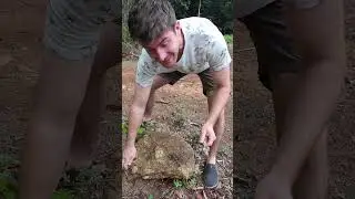 Flipping a Wild Red Tail Boa Under A Rock!