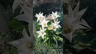 Скоро они отцветут, ловим мгновение