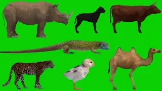 Animal Green Screen Video | Animal Idle Green Screen | Animal Standing Green Screen | Free to Use |