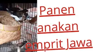 panen part 3 🐦 ternak burung emprit jawa,kaji