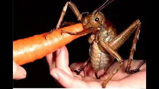 This Bug Will Give You Nightmares