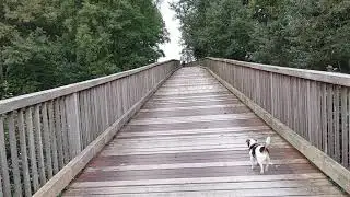 Dogwalk through nature, Gelmer Haskenau Part 2