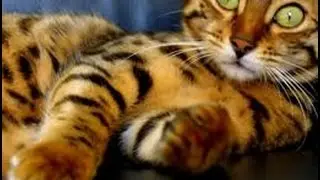 Корм для кошек и собак_Просто кошка