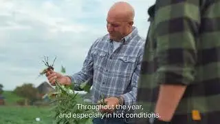 Customer Talk with Gadot Agro (IL) | Jaguar - workhorse variety in Israel
