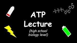 ATP Lecture | High school Biology