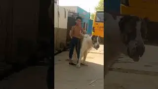 Alabai Dog in India 👹 