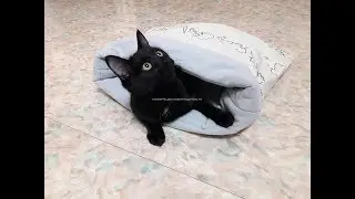 Дом нора для кошек. Мешок - Домик нора для кошки, небольшой собаки и морской свинки. Купить.