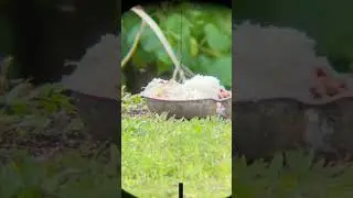 popping house sparrow