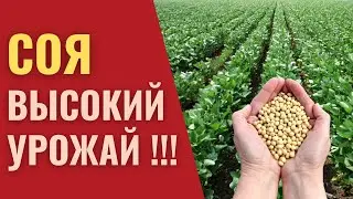 Минеральное питание СОИ. Листовые подкормки, обработка семян.