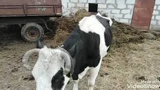 Коровы покрыты!? Расада 🌶.