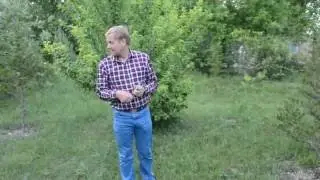 Про кроликов 